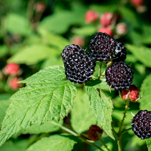Black Raspberries