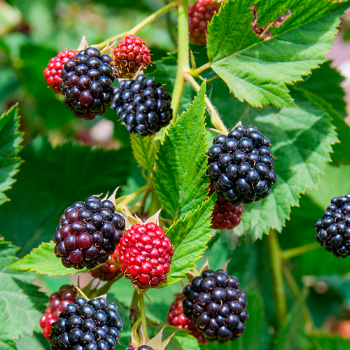 Blackberries