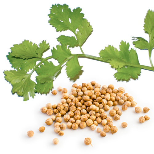 Cilantro