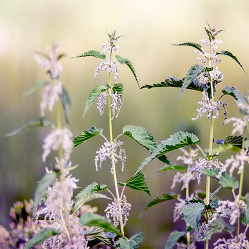 Nettles