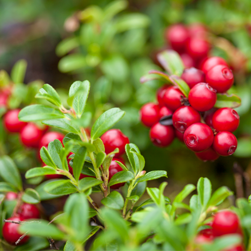 Wild lingonberry