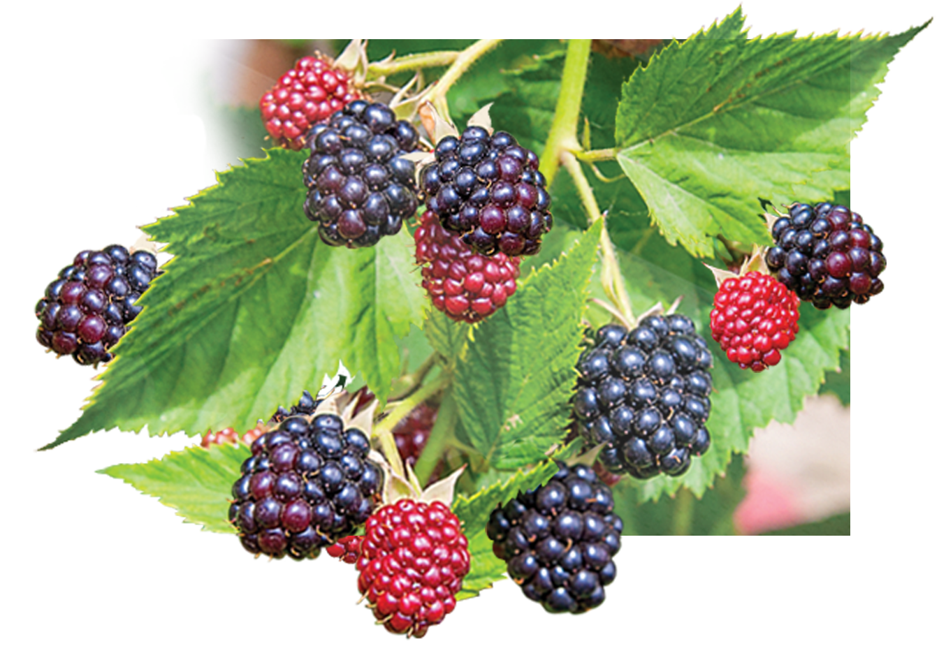 Wild blackberries
