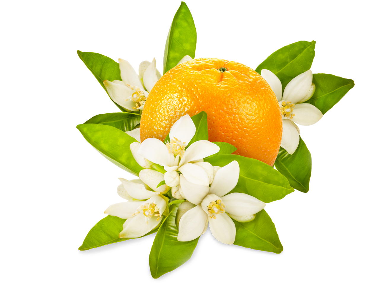 Neroli oranges